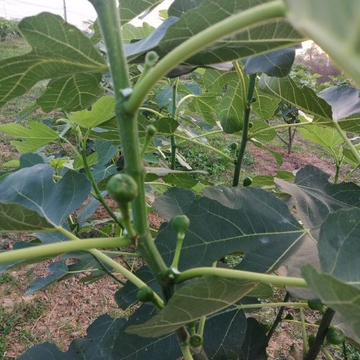 博罗县 今年7月中旬无花果开始预售啦！