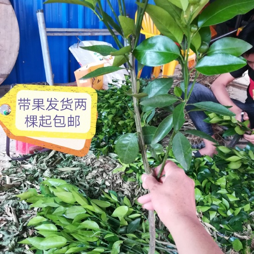沃柑苗嫁接苗产量高 春节前后成熟