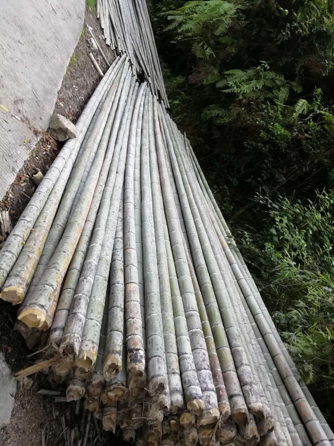 湖南毛竹转让信息网站_湖南毛竹转让信息网站有哪些 湖南毛竹转让信息网站_湖南毛竹转让信息网站有哪些