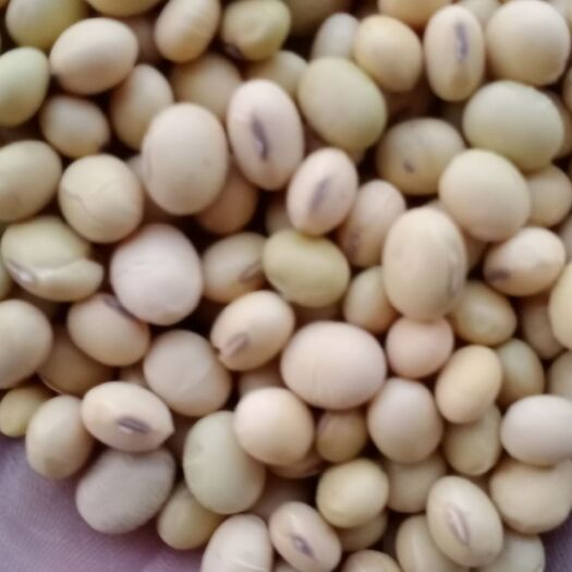 灵璧县黄大豆  安徽精品黄豆豆种