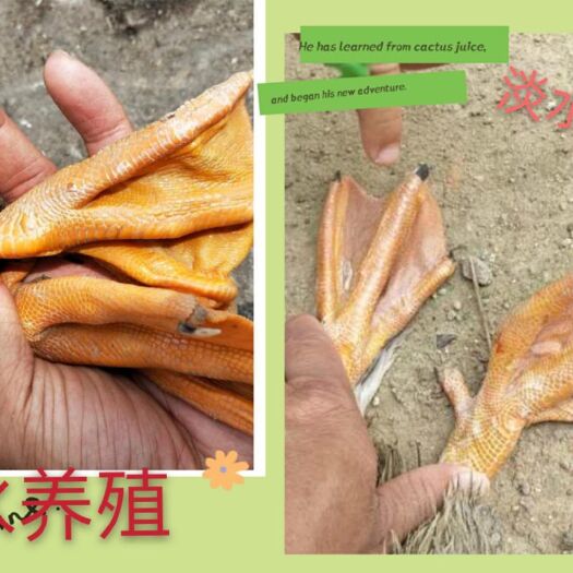 廉江市 广东湛江北部湾红树林海鸭 天然生态 全散养模式海边养殖