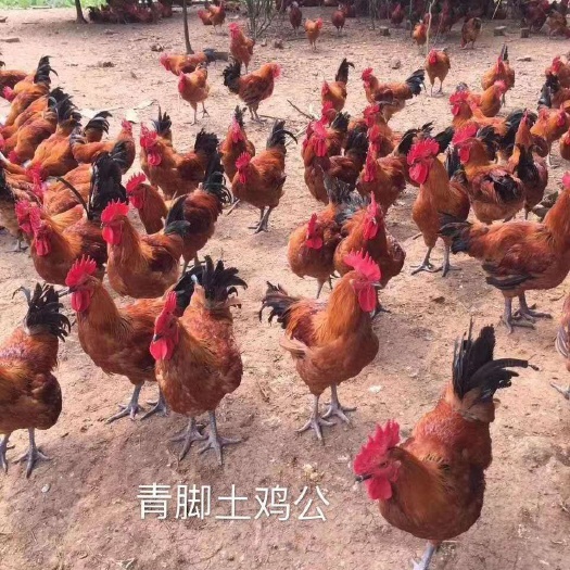 广州 龙山凰青脚土鸡苗