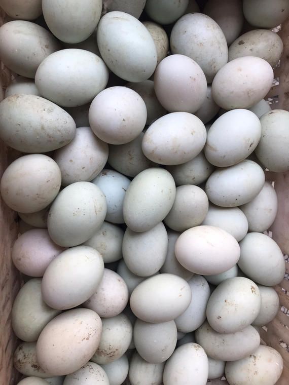  湖南土鸭蛋受精鸭蛋批发
