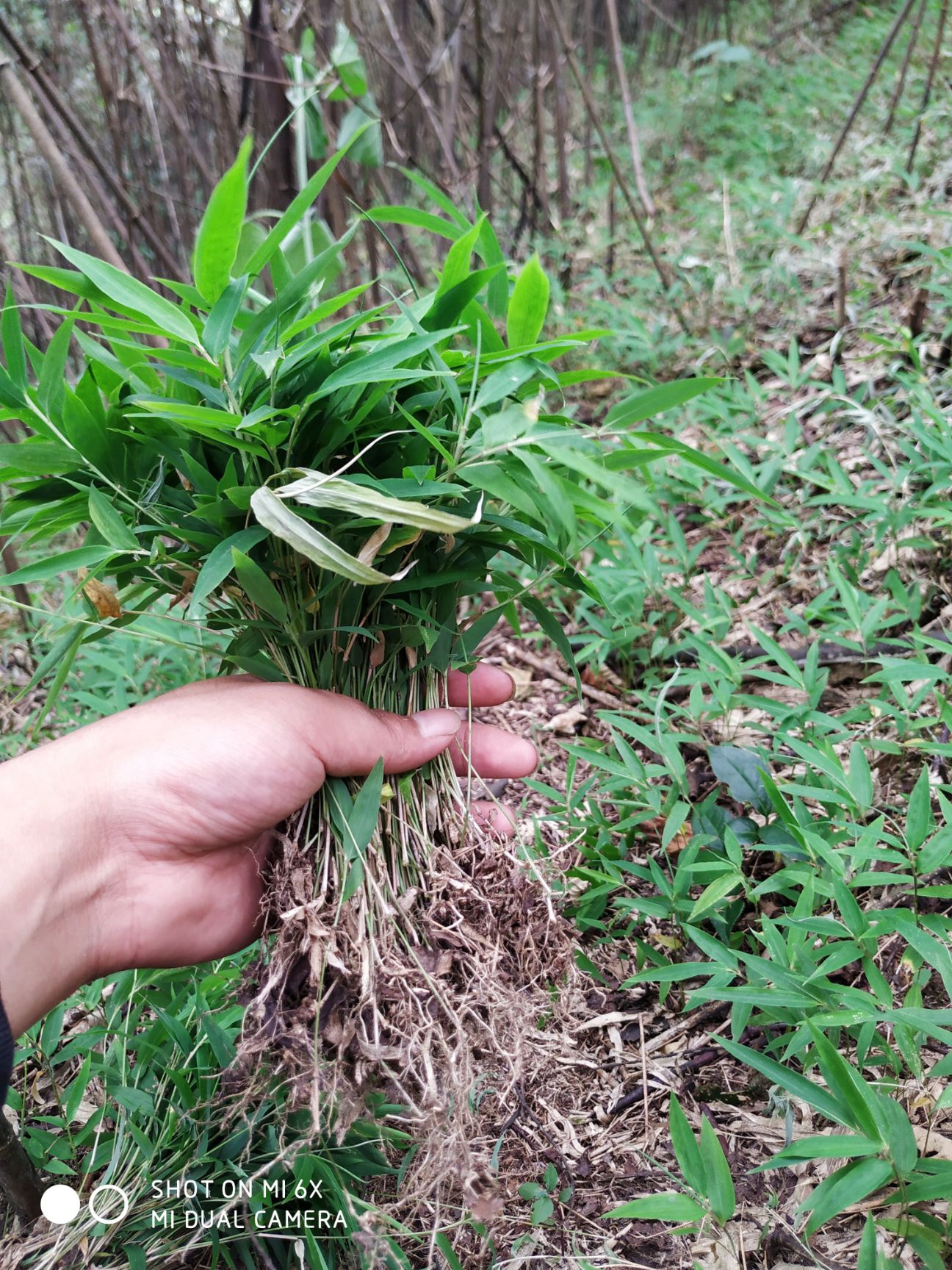  刺竹苗