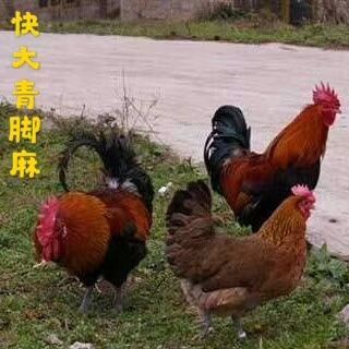 广州快大型青脚麻鸡苗