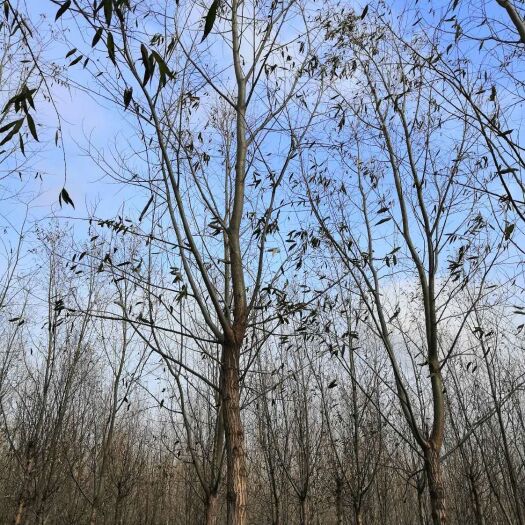 凌海市旱柳 出售柳苗