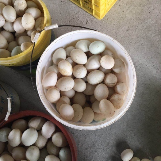 桂林麻鸡种蛋 麻鸭种蛋
