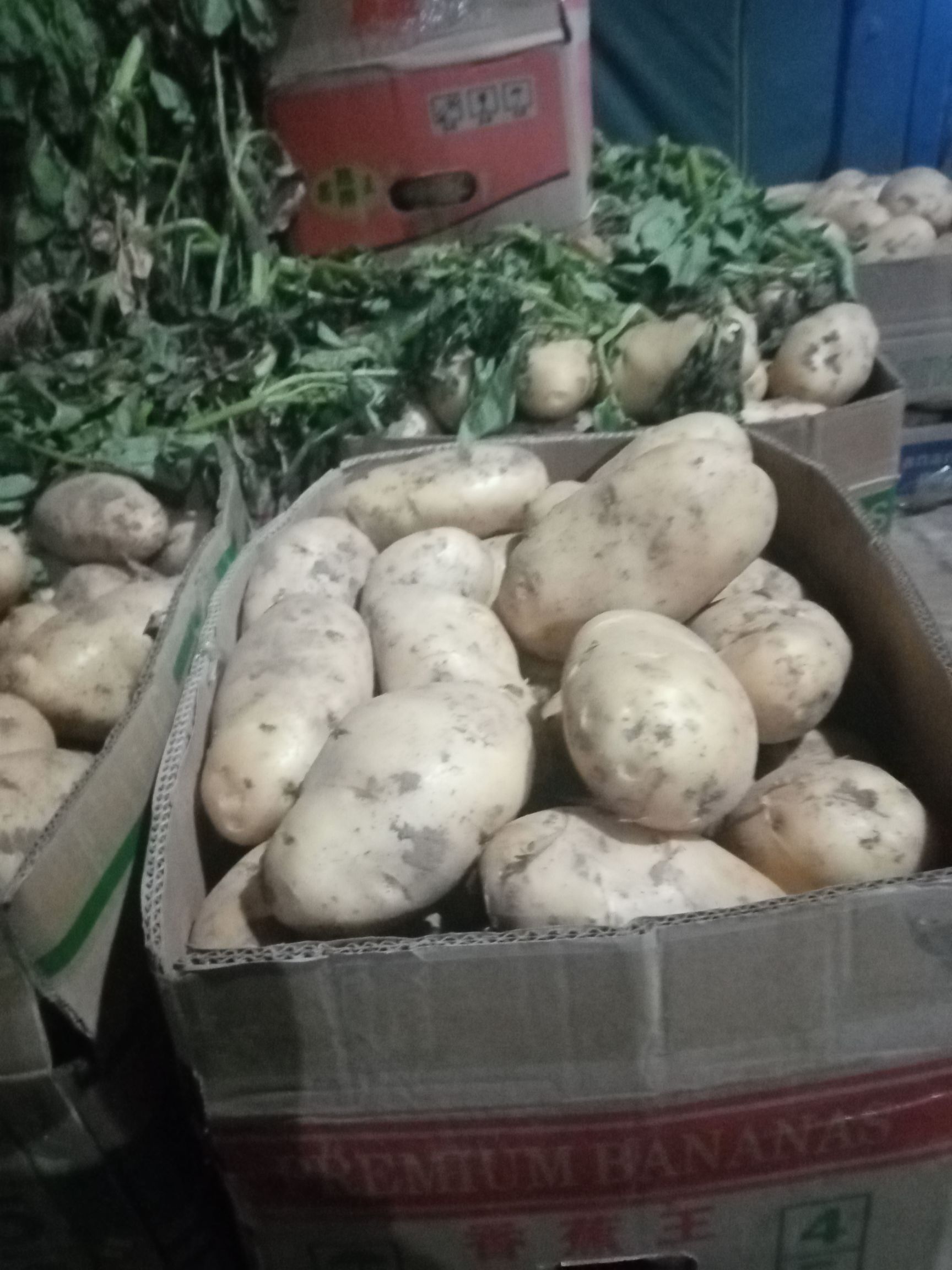 精品土豆，产地直供