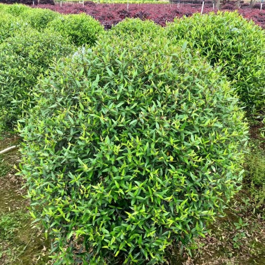桂林木绣球 桂林木樨榄球30～100公分