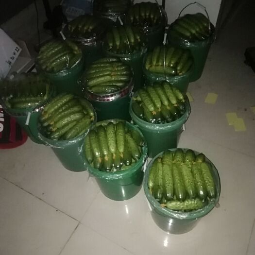 绥中县 新鲜旱黄瓜