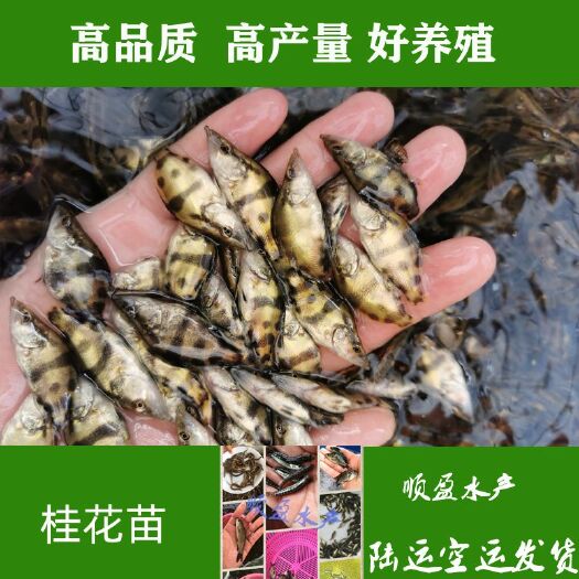 广州 桂花鱼苗 鳜鱼苗 提供饵料鱼水花