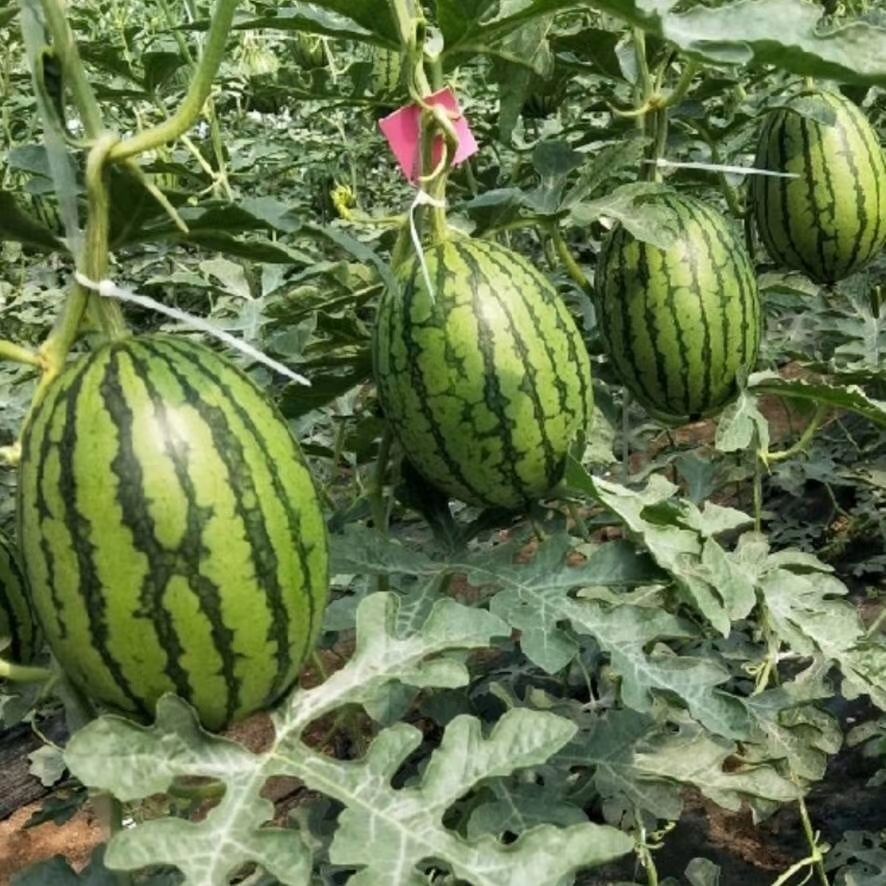 全美2k小西瓜，每天大量供应，价格不高