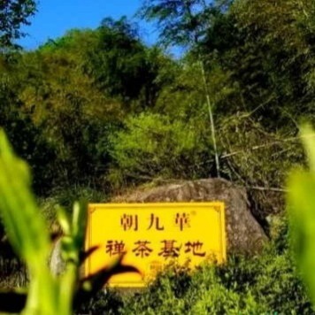 青阳县九华云雾高山茶 一款响誉国外好茶