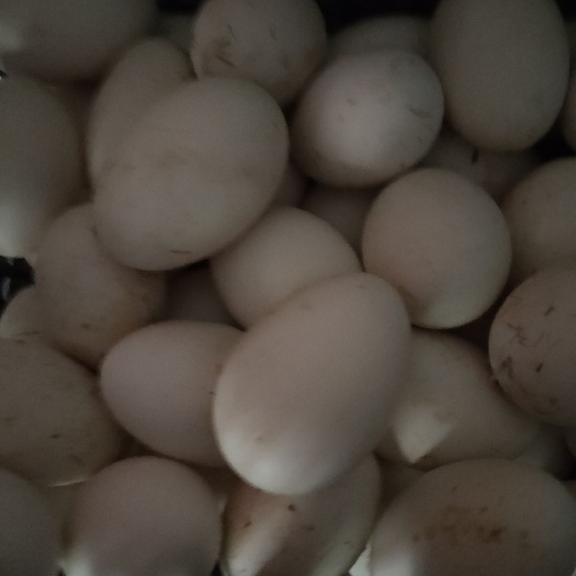 肇庆土鹅蛋 食用 箱装