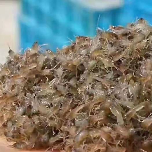 南宁中国龙虾 广西南宁良种鱼苗繁殖场