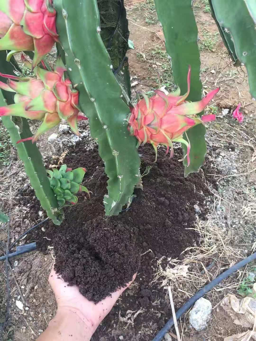  大理有机肥厂家直销生物菌发酵有机肥富含生物菌有机质