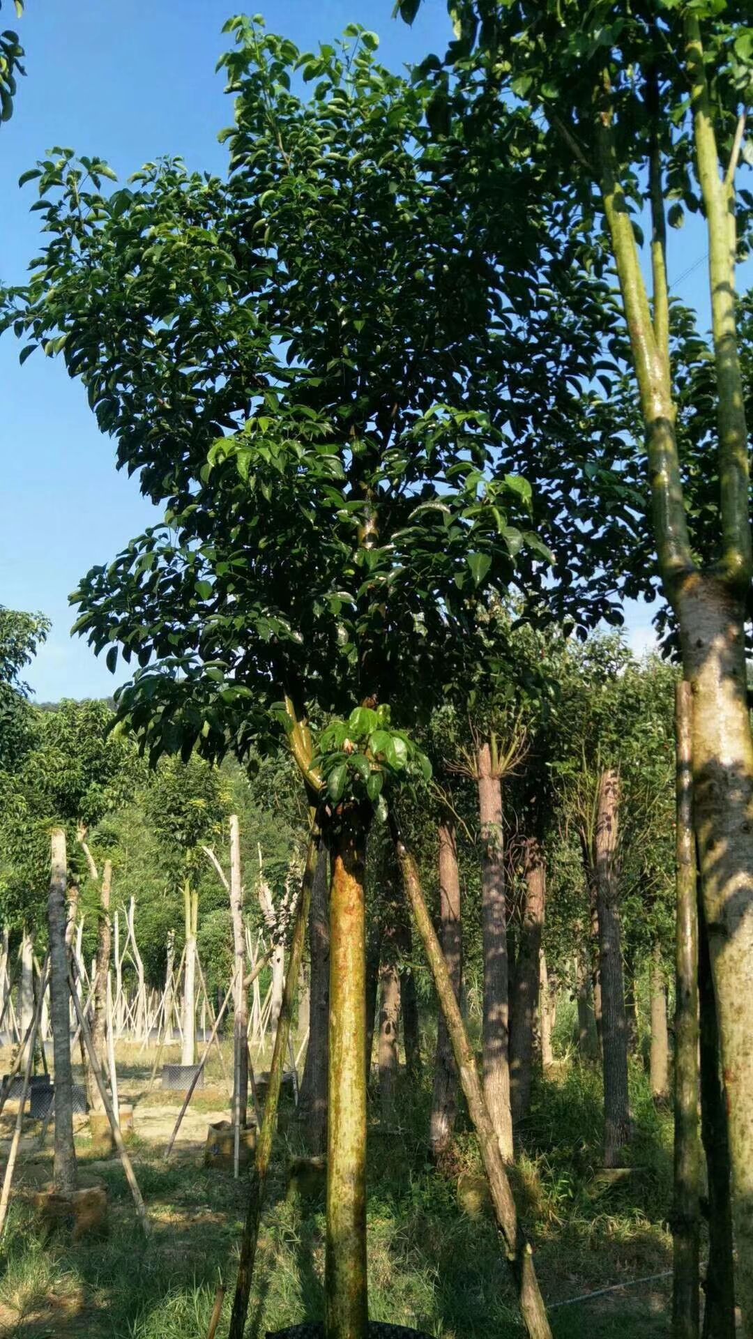 重阳木