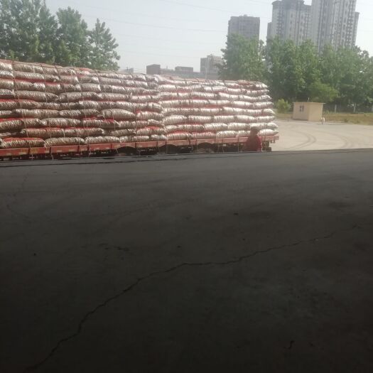 寿县 33生核桃