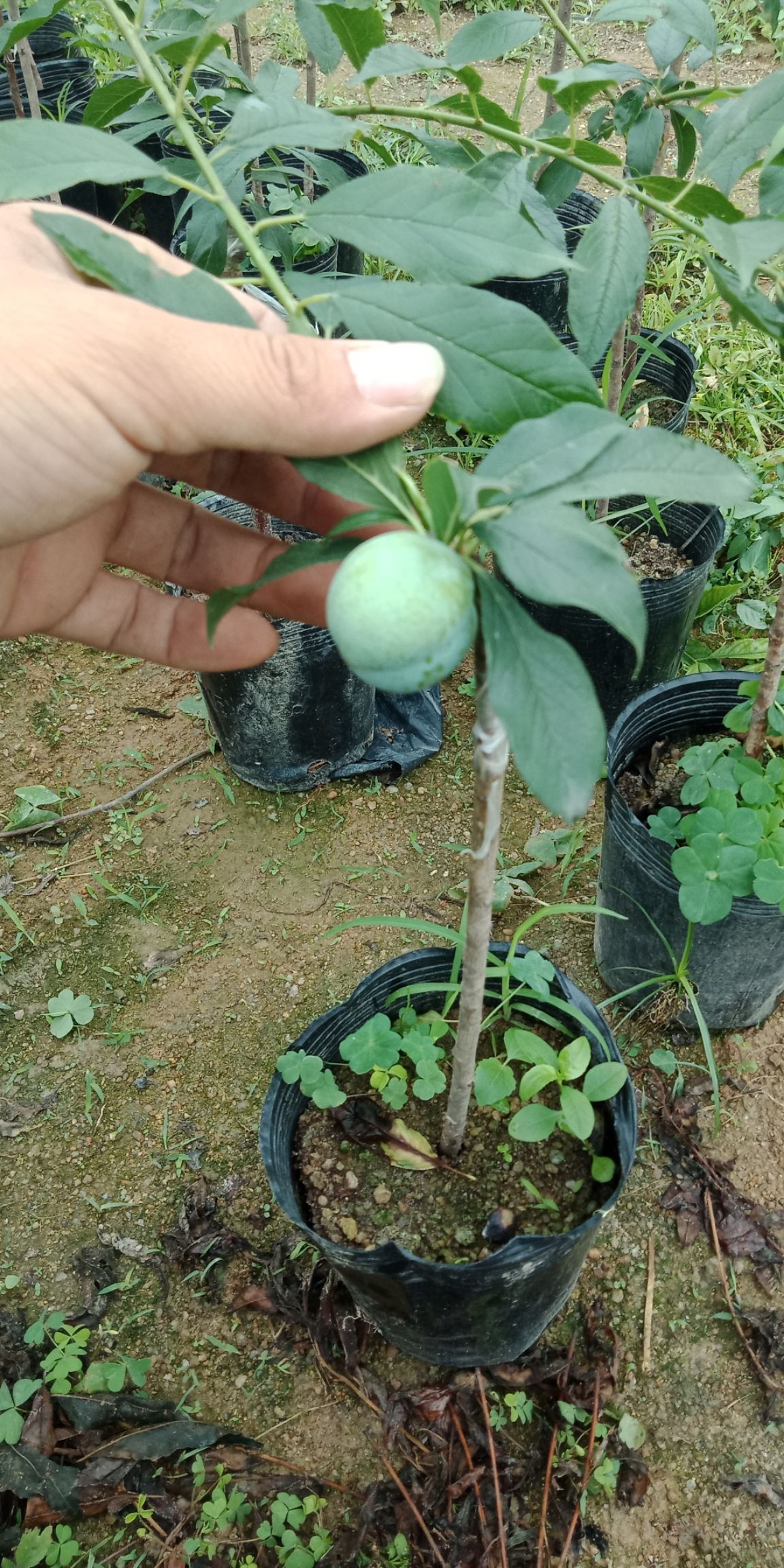  三华李苗