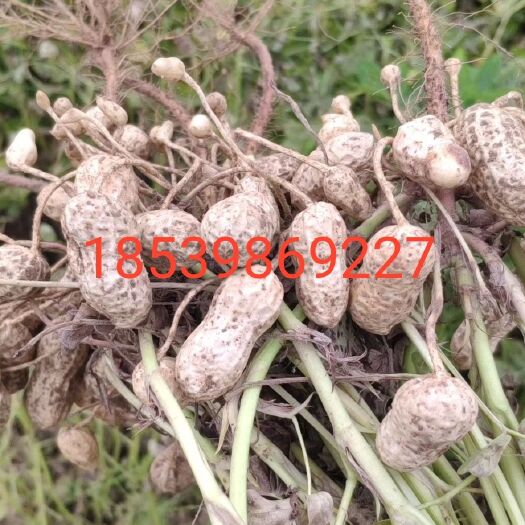 宁陵县精品鲜花生:花生基地量大优惠