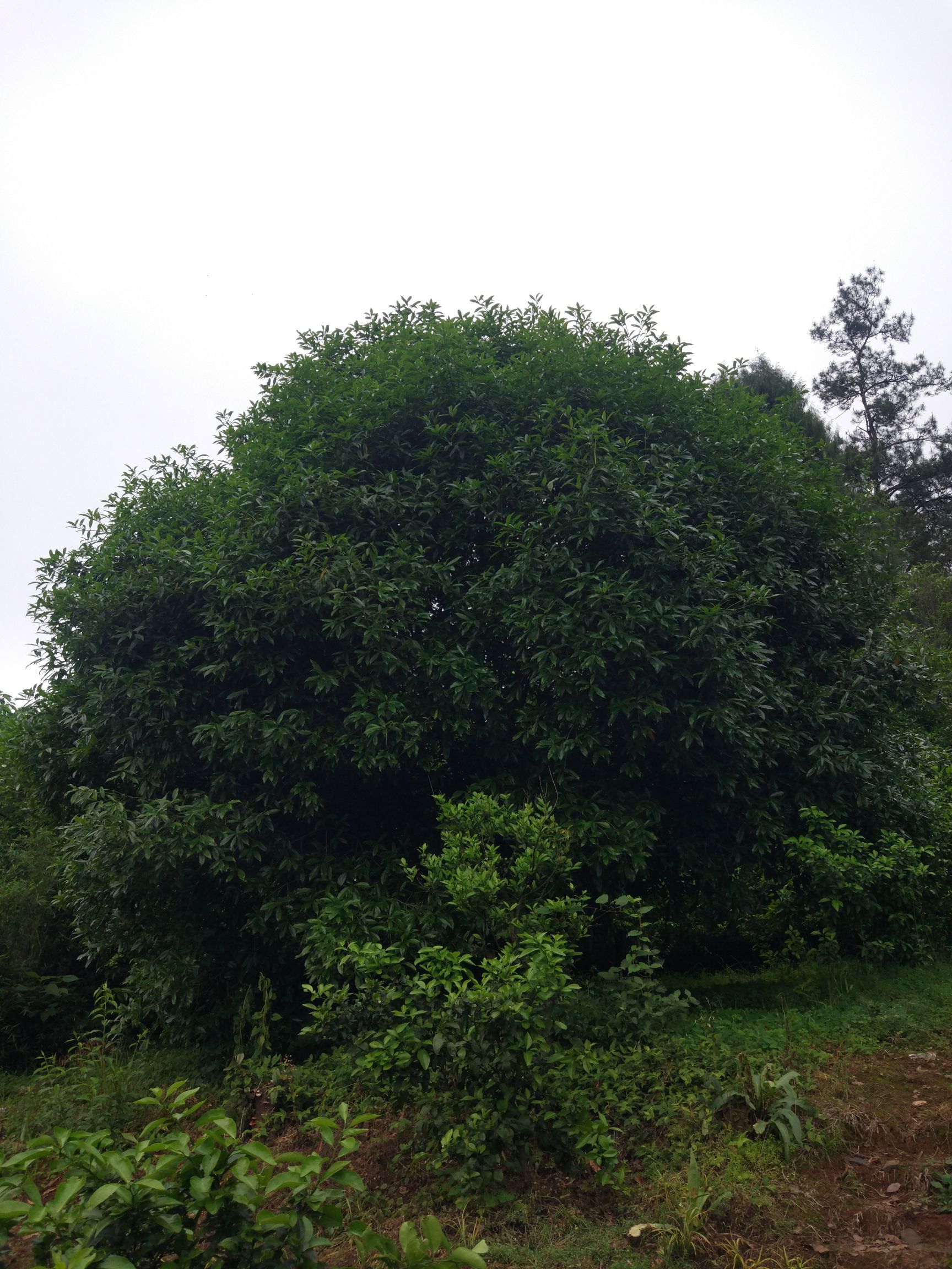  桂花树，