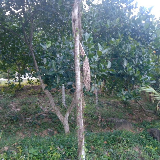 旱地 海南种植地，适合种植热带水果，菠萝蜜，榴莲，椰子等等。