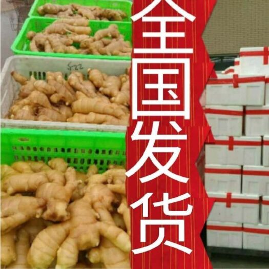 青岛 窖藏 大黄姜批发货源充足提供水洗加工承接出口定单 全国发货