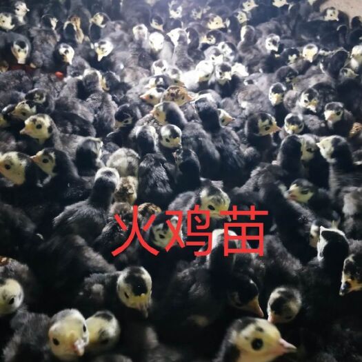 南宁 火鸡苗，品质优良，成活率高。