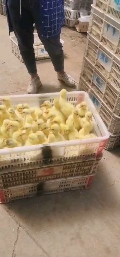 原阳县 出售大三花鹅苗
