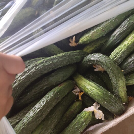 三原县 陕西黄瓜，根瓜，大量供应。