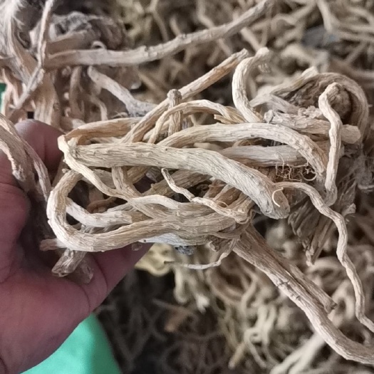 亳州防风 桶装。两吨货。自己种植