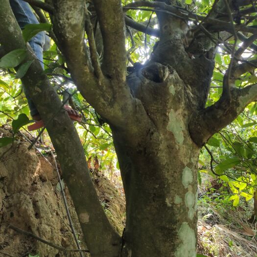 凤庆县普洱生态茶 3年以上