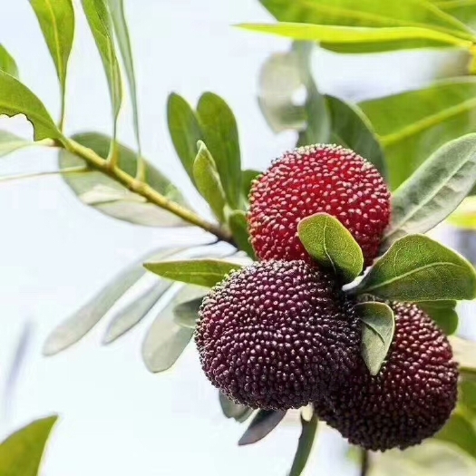 汕头 金灶杨梅之乡