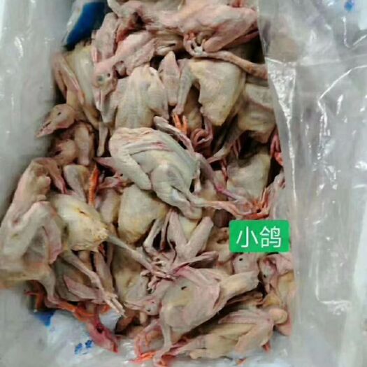 连平县 乳鸽   肉鸽