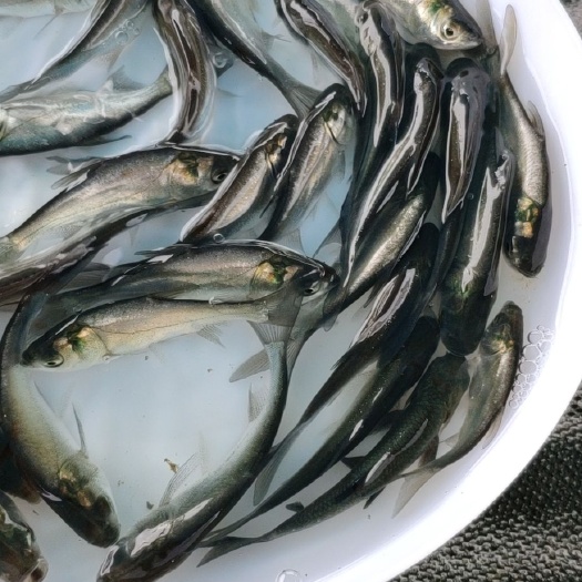 东莞市鳊鱼苗 白鲢