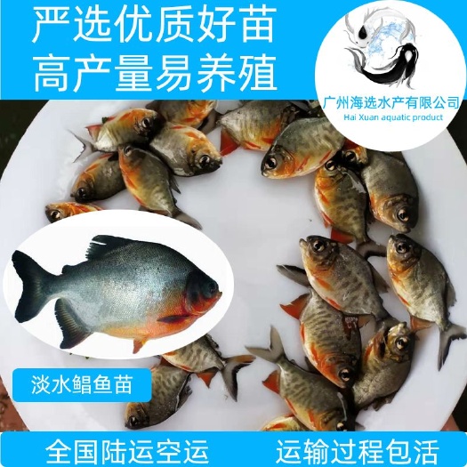 广州 淡水鲳鱼苗 鲳鱼鱼苗 红鲳鱼鱼苗 渔场直供 优质鲳苗