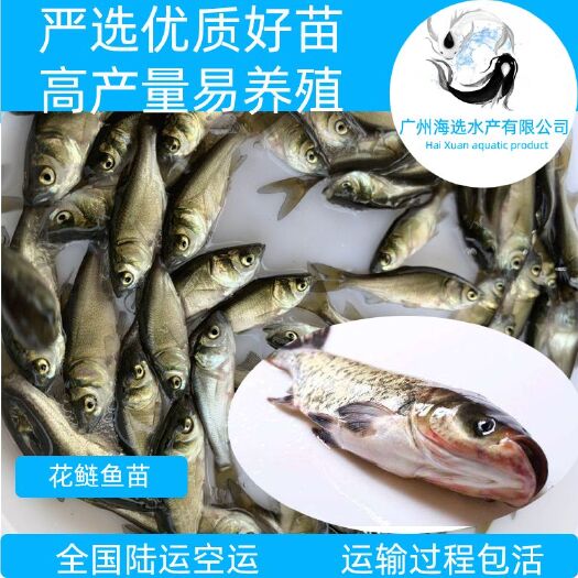 广州 花鲢鱼苗 大头鱼苗 胖大头鱼苗 鳙鱼苗 渔场直供苗