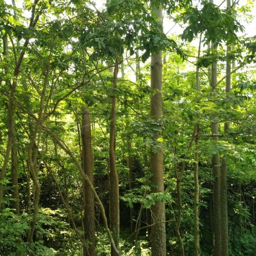 清远 木棉占地清场货