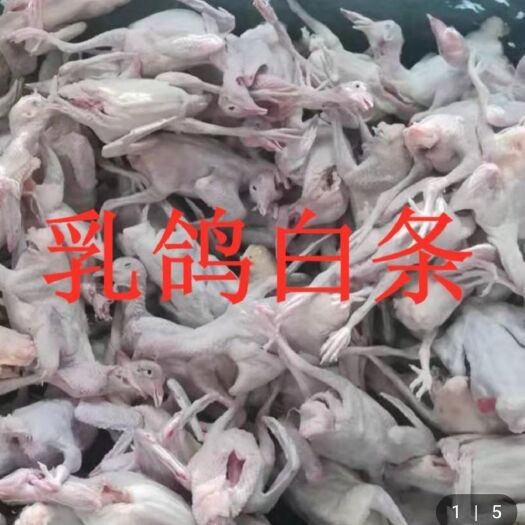 柘城县 长期供应白条鸽，乳鸽，种鸽，鸽子蛋欢迎选购