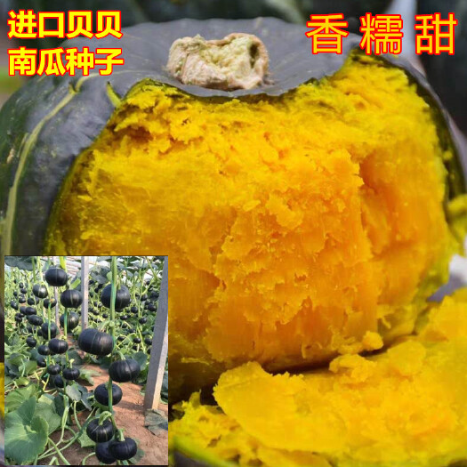 寿光市贝贝南瓜种子日本香糯甜抗病好管理