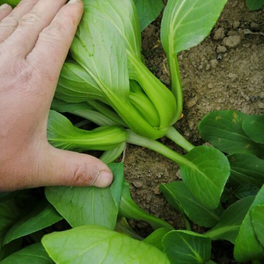 曹县油菜