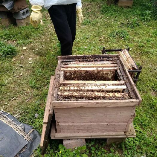 麻阳县土蜂蜜 2年以上 41 本品不能代替药物