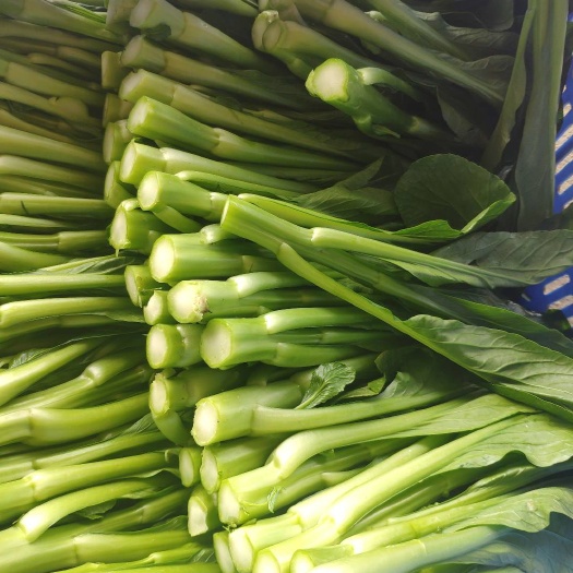驻马店广东菜心 新鲜蔬菜基地供应，量大从优！优质菜心看过来