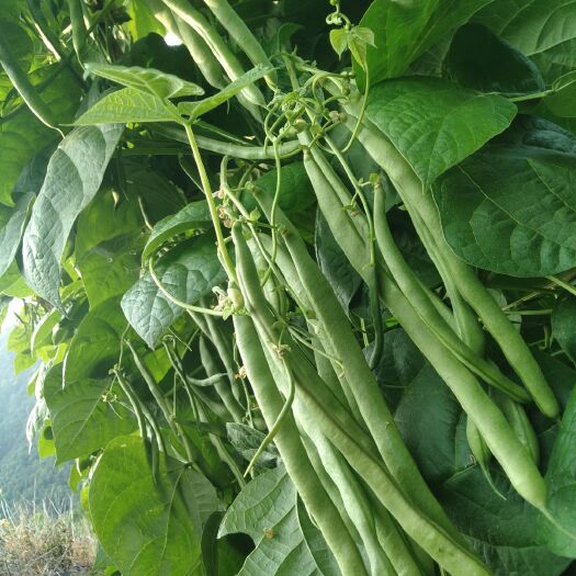 德昌县架豆王豆角