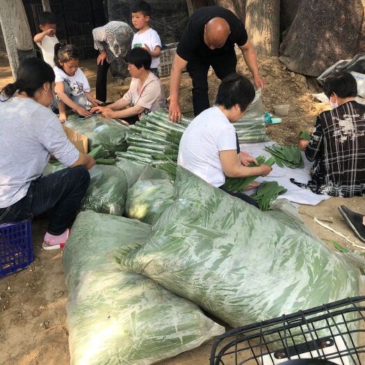 安新县 白洋淀新鲜粽叶宽大