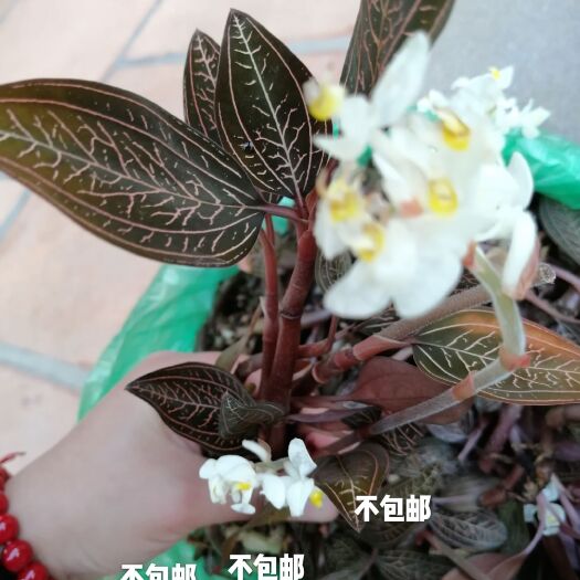 福清市公石松，石蚕