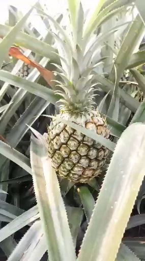 河口县香水菠萝 1 - 1.5斤