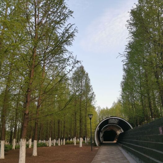 靖江市池杉 中山杉118