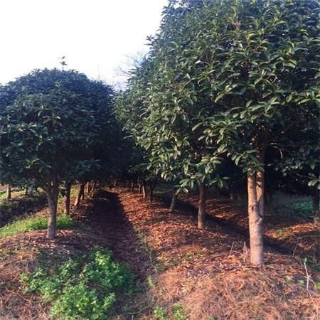鄂州四季桂  桂花树处理价销售