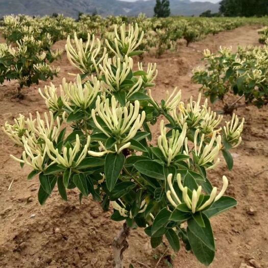 平邑县四季金银花苗 四季金银花树苗药用盆栽地栽庭院阳台当年开花
